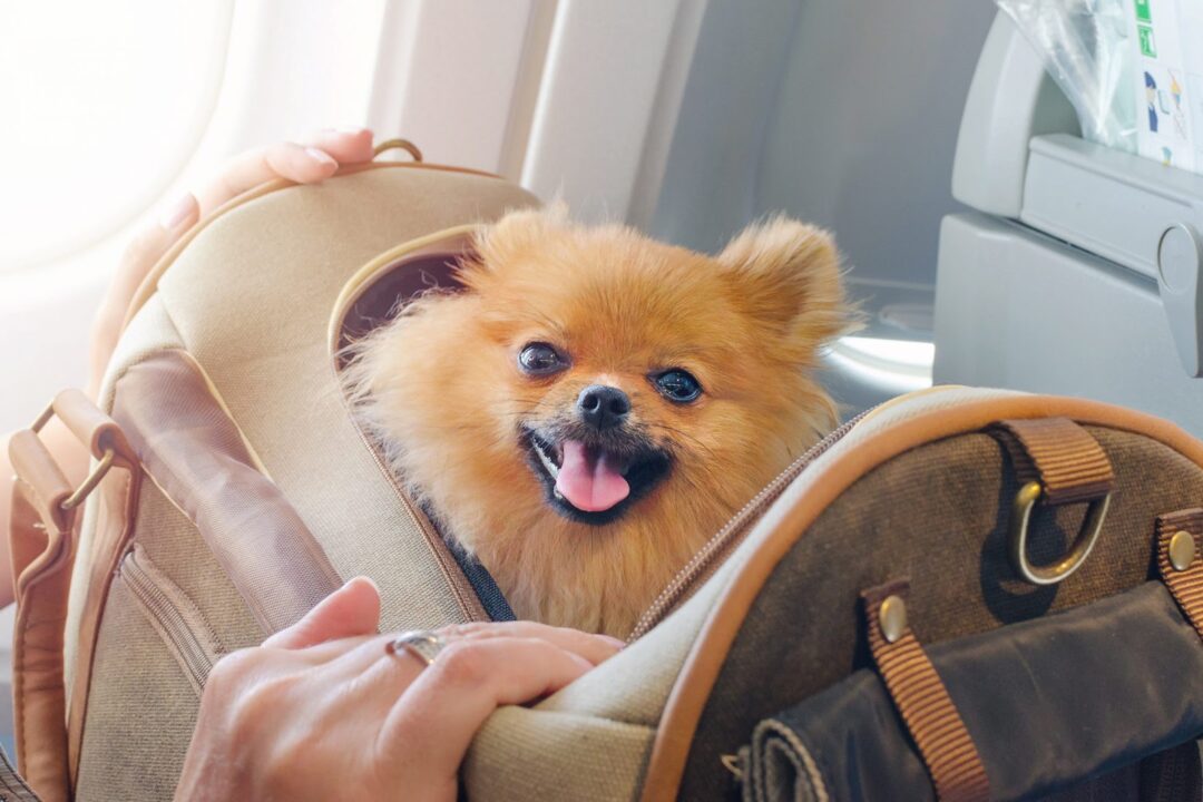 Dog in a pet carrier