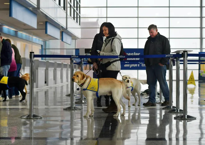 Pets at the airport lounge