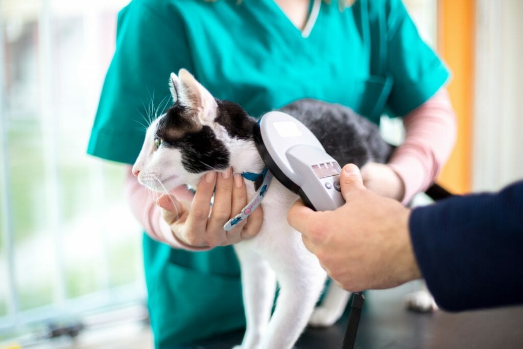 Visiting the vet before travelling